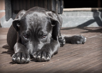 Em Teresina, mulher denuncia que foi agredida e ameaçada por vizinha após sumiço de cachorro; VÍDEO!