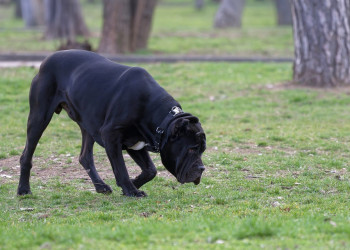 Comissão na Alepi aprova projeto sobre adestramento de cães farejadores no Piauí