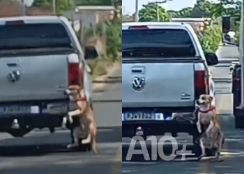 Polícia Civil investiga caso que mostra cachorro preso ao para-choque de carro em movimento em Teresina; VÍDEO!
