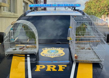 Papagaios da fauna silvestre são resgatados dentro de caminhonete no litoral do Piauí