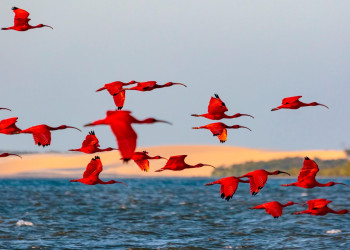 Litoral do Piauí bate recorde com mais de 100 mil visitantes; Porto dos Tatus concentra 70% do total de turistas