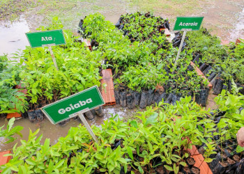 Semarh lança projeto Proverde nos Bairros com distribuição de 15 mil mudas em Teresina neste sábado (7)