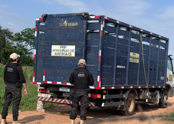 Operação Porteira Fechada: polícia conduz cinco pessoas e apreende mais de 40 animais em cidade do Piauí