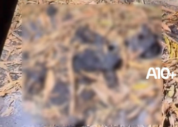 Corpo carbonizado é encontrado em terreno na zona Sul de Teresina; Polícia Civil investiga