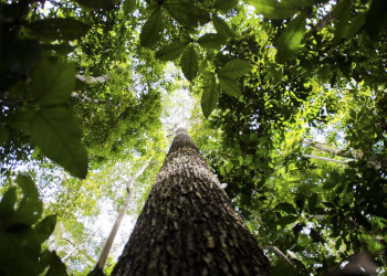Produção de alimentos oriundos da extração vegetal cresce 2000% em 10 anos no Piauí