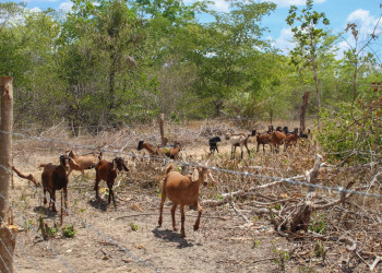 Com investimentos de R$ 17 milhões, Crédito Fundiário possibilitou aquisição de mais de 3 mil hectares de terras no Piauí em 2025