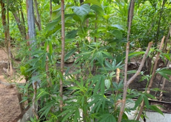 Casal é preso com plantação de maconha no Piauí; droga era usada para “salada”
