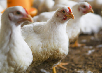 Filipinas e Jordânia suspendem compras de frango do Brasil; veja lista
