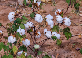 Adapi publica portaria que define medidas fitossanitárias e regulamenta trânsito de caroço de algodão no estado