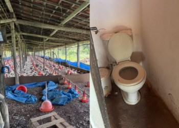 MPT obtém liminar em ação contra granja que colocou trabalhadores em risco no Piauí; veja medidas
