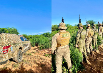 Polícia Militar desarticula roça de maconha no Piauí; cultivo poderia produzir cerca de 5 toneladas da droga