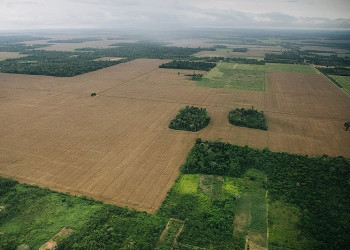 Em menos de quatro décadas, área destinada à soja cresce nove vezes