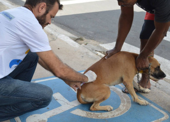 Cães e gatos da zona Rural Norte e Leste de Teresina serão vacinados em casa neste sábado (18)