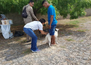 FMS divulga postos de vacinação antirrábica para etapa urbana nas zonas Norte e Leste de Teresina neste sábado (9)