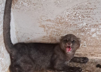 Centro de Triagem de Animais Silvestres atua na reabilitação de espécies vítimas de queimadas no Piauí