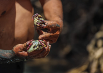 Festival do Catador de Caranguejo movimenta Ilha Grande com cultura e tradição neste sábado (15)