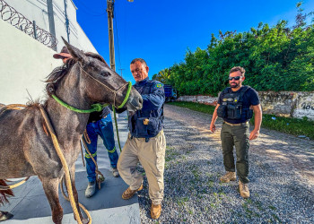 Operação porteira fechada reduz em mais de 50% mortes envolvendo acidentes com animais nas rodovias do Piauí