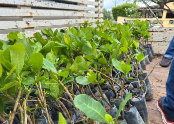 Governo inicia distribuição de 400 mil mudas de caju para recuperar áreas no Piauí