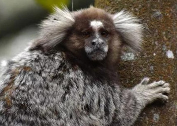 Sagui encontrado morto testa positivo para raiva e Sesapi emite alerta para município do Piauí