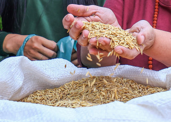 SAF inicia distribuição de sementes de arroz para fortalecer produção no Piauí