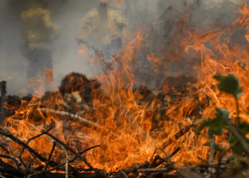 Dia do Cerrado: fogo devastou 88,5 milhões de hectares do bioma em 39 anos