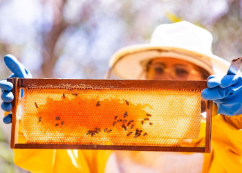 Piauí é o maior produtor de mel do Nordeste e o 2º maior do Brasil, aponta IBGE; estado movimentou R$ 101 milhões com produção