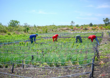 Estudo aponta que mais de 6,7 mil famílias de agricultores saíram da linha de pobreza no Piauí