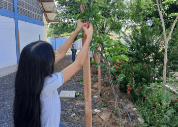 Horta escolar em Castelo do Piauí promove educação ambiental e alimentação saudável