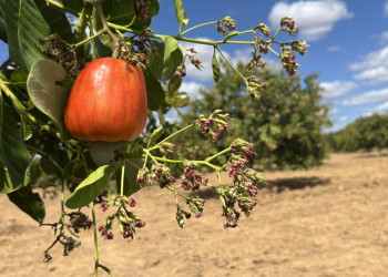 Com aumento na produção de caju, Piauí tem a 2ª maior área plantada no Brasil