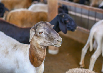 Produção de ovinos e caprinos no Piauí fortalece a renda de pequenos produtores