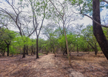 Governador sanciona lei que cria a Rota Turística de Paleontologia da Grande Teresina