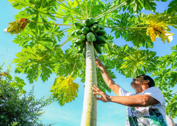 Projeto que vai investir R$ 250 milhões na agricultura familiar começa a ser executado em 2025