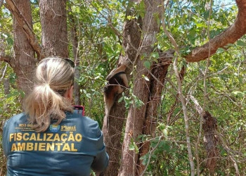 Mais de 200 animais silvestres foram devolvidos à natureza em 2024