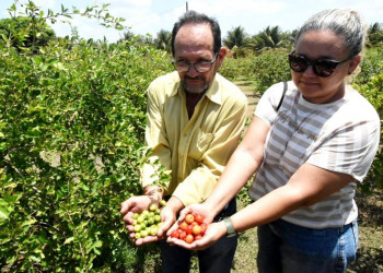 Piauí exporta acerolas dos Tabuleiros Litorâneos de Parnaíba para os EUA e Europa