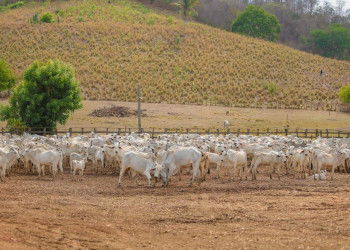 Sada e Adapi ampliam oportunidades para médicos veterinários autônomos na fiscalização de eventos pecuários