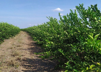 Piauí poderá expandir produção e comercialização de frutas cítricas com aprovação de portaria federal