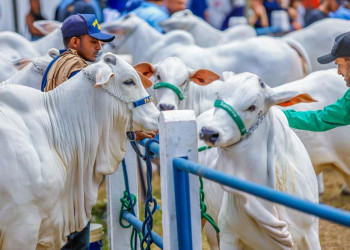 Nasce nova geração do rebanho piauiense com o programa Piauí+ Genética