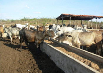 200 mil inseminações artificiais serão ofertadas para pequenos produtores no Piauí