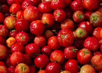 Após queda em 2025, produção de acerola no Piauí deve crescer mais de 40% em 2026, prevê IBGE