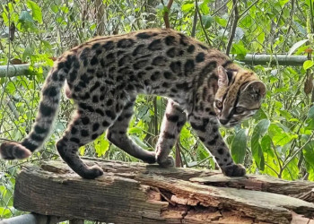 Conheça a nova espécie de felino identificada em florestas da Bolívia
