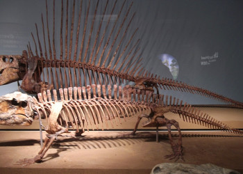 Universidade Federal do Piauí protagoniza descoberta inédita de pelicossauros no Brasil, com fósseis de cerca de 280 milhões de anos