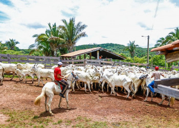 Produtores rurais do Piauí podem se inscrever em programa de melhoramento genético de rebanhos