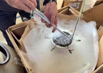 Piauí + Genética inicia nova etapa com 35 mil doses de sêmen e meta de chegar a 50 mil em 2026