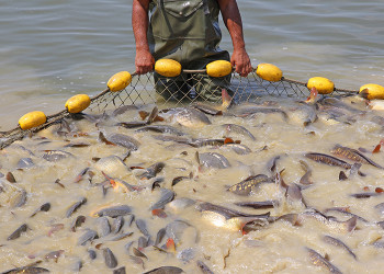 Produção de peixes no Piauí cai cerca de 900 toneladas em 2024; a tilápia, principal espécie cultivada, registrou queda de 8,24%