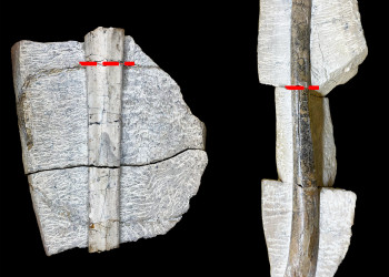 Pela 1ª vez, Piauí registra fósseis de répteis voadores que viveram na Terra 100 milhões de anos atrás