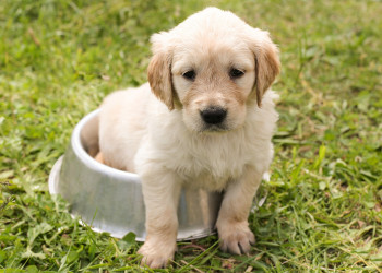 Com onda de calor, especialista destaca cuidados com os animais; confira