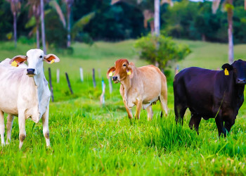 Programa Piauí +Genética já beneficia mais de 1.100 produtores em 103 municípios do estado