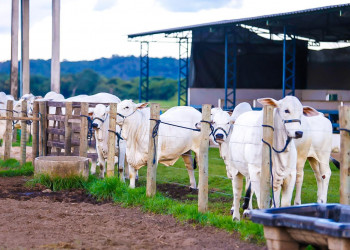 Reconhecimento internacional consolida avanço histórico da defesa agropecuária no Piauí
