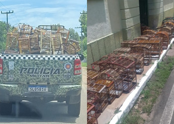 Mais de 50 aves mantidas ilegalmente em cativeiro são resgatadas em Parnaíba, litoral do Piauí