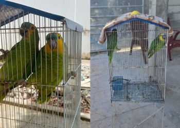Polícia Militar resgata papagaios mantidos em cativeiro e autua responsável no interior do Piauí